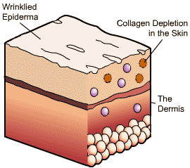 dhc collagen คอลลาเจน