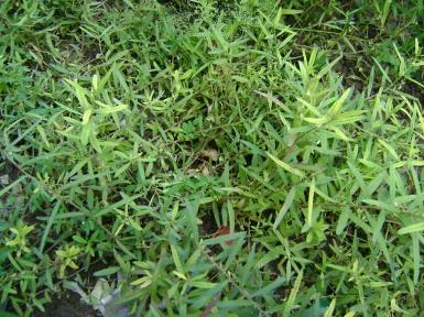 ลิ้นงูเห่า (สด)