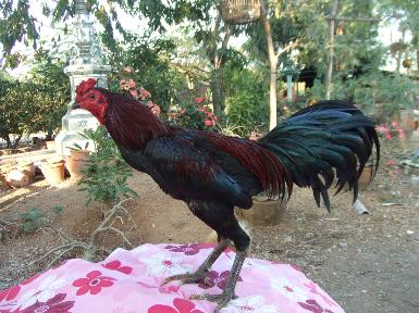 เจ้าดู่ (พ่อพันธ์)