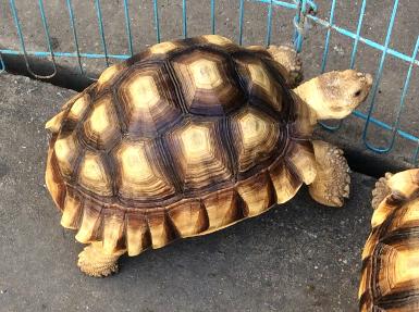 เต่า sulcata. ขายเต่ามัลดีฟ