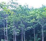 มีรายได้ทันที สวนยาง-ไม้กฤษณากำลังให้ผลผลิต44ไร่พร้อมบ้านพัก จันท