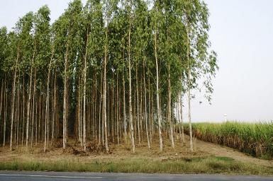 ขายที่สวนยูคาลิปตัส เนื้อที่ 20 ถึง 50 ไร่ ต.ลาดตะเคียน จ.ปราจีน