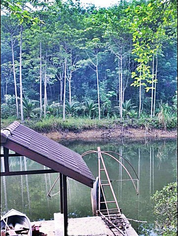 มีรายได้ทันที สวนยาง-ไม้กฤษณากำลังให้ผลผลิต44ไร่พร้อมบ้านพัก จันท