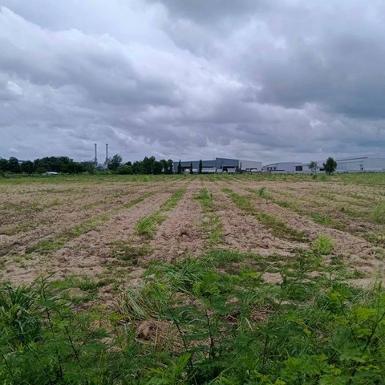 ขายที่ดินระยอง มาบยางพร ปลวกแดง แปลงสวย ติดนิคมอีสเทิร์นซีบอร์ด 