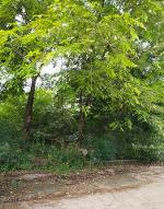 ขายที่ดินถมแล้ว 7 ไร่เศษ ใกล้ถนนทางหลวง อ.บางน้ำเปรี้ยว จ.ฉะเชิงเ