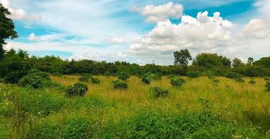 ขายที่ดินสวนลำไย 14-2-65ไร่ 4.5ล. ต.บ้านแป้น อ.เมือง ลำพูน