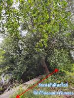 ขายที่ดิน 6 ไร่เศษ ติดคลองสุนัขหอน ต.ลาดใหญ่ อ.เมือง จ.สมุทรสงครา