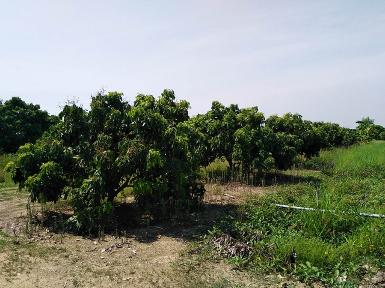 ขายที่ดิน 2-2-20ไร่ 950,000บ.สวนลำไย ต.ท่าตุ้ม ​อ.ป่าซาง ลำพูน