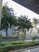 ขายตึกแถว 4 ชั้น 2 คูหา 37 ตรว. ติดถนนใหญ่ ใกล้ BTS สะพานควาย 250