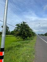 ขายที่ดินนา3-1-46ไร่ 10ล. ถนน4เลน ต.หนองแก้ว อ.เมือง ศรีสะเกษ