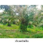 ขายบ้านเดี่ยว ต.ทุ่งกง อำเภอกาญจนดิษฐ์ จังหวัดสุราษฎร์ธานี