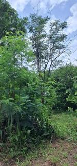 ขายที่ถมแล้ว 190 ตรว.  ใกล้รถไฟฟ้า MRT ซอยเรวดี 13  อ.เมือง  จ.นน