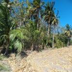 ขายที่ดิน 2 ไร่ พร้อมต้นสักอายุ 22 ปี ลพบุรี