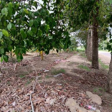 ขายที่ดินบ่อวิน ศรีราชา แปลงงาม ราคาดี ใกล้อีสเทิร์นซีบอร์ด