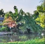 ค้าขายได้ ติดถ.ลาดยางติดคลอง16 ใกล้มศว.องครักษ์ ที่ดินถมแล้ว เกือ