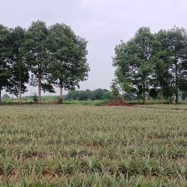 ขายที่ดินแปลงสวย ใกล้นิคมโรจนะบ่อวิน2 เขาคันทรง ศรีราชา ชลบุรี