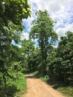 ขายที่ดิน 1-3-61ไร่ 2.5ล.ต.ออนเหนือ อ.แม่ออน เชียงใหม่