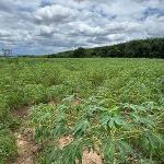 ขายและให้เช่าที่ดินศรีราชาชลบุรี ที่เปล่า 52-1-71 ไร่ทำเลดี