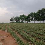 ขายที่ดินแปลงสวย ใกล้นิคมโรจนะบ่อวิน2 เขาคันทรง ศรีราชา ชลบุรี