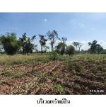 ขายบ้านเดี่ยวถนน จัตุรัส-หนองบัวระเหว ต.บ้านกอก อ.จัตุรัส ชัยภูมิ