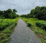 ขายที่ดิน 4-1-40ไร่ 2.49ล. สวนมะม่วง สระน้ำ อ.ดอยหล่อ เชียงใหม่