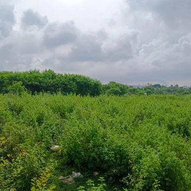 ขายที่ดินแปลงสวย เขตเขาคันทรง ศรีราชา ชลบุรี