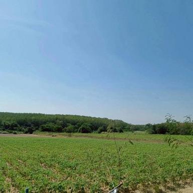 ขายที่ดินเขาคันทรง ศรีราชา แปลงสวย ทำเลดี เยื้องๆนิคมโรจนะ บ่อวิน