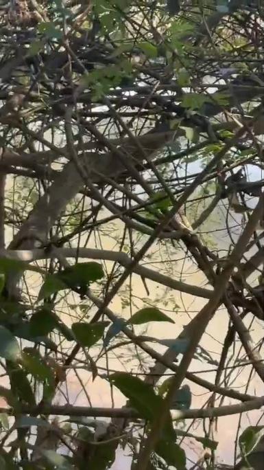 ที่ดินแปลงใหญ่ ติดถนนหลวง 118 เชียงใหม่&ndash;เชียงราย (แม่ขะจาน)