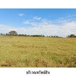ขายที่ดินว่างเปล่า ต.สระนกแก้ว อ.โพนทอง จ.ร้อยเอ็ด