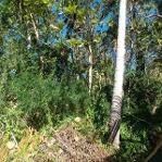 ขายที่ดิน 2 ไร่ พร้อมต้นสักอายุ 22 ปี ลพบุรี