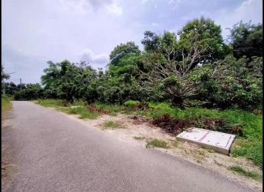 ขายที่ดิน3งาน 1.96ล. สวนลำไย แดนเมือง ต.อุโมงค์ เมือง ลำพูน