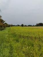 ขายที่ดิน 3-2-54ไร่ 4ล. ถนน วิวดอย ต.ขุนคง หางดง เชียงใหม่