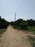 ขายที่ดิน 2-2-20ไร่ 950,000บ.สวนลำไย ต.ท่าตุ้ม ​อ.ป่าซาง ลำพูน