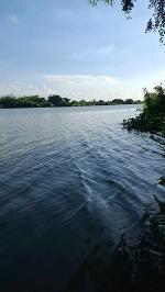 ขายที่ดินติดแม่น้ำ  3  ถึง  4 ไร่ ต.บ้านโพธิ์ อ.บ้านโพธิ์ จ.ฉะเชิ