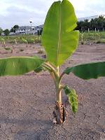 BL178 ขายที่ดิน ปทุมธานี ใกล้เทศบาลบางหลวง