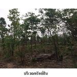 ขายที่ดินว่างเปล่า ถ.สายบ้านโป่งคองเหนือ-บ้านเขว้า จ.ชัยภูมิ 