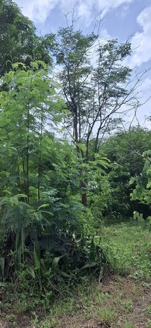 ขายที่ถมแล้ว 190 ตรว. ใกล้รถไฟฟ้า MRT ซอยเรวดี 13 อ.เมือง จ.นน