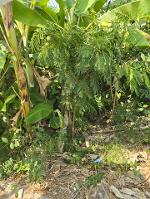 ขายที่ดินปทุมธานี ซอยคริสจักร 3  200 ตร.ว. 23,000 /วา ใกล้ โรงพยา