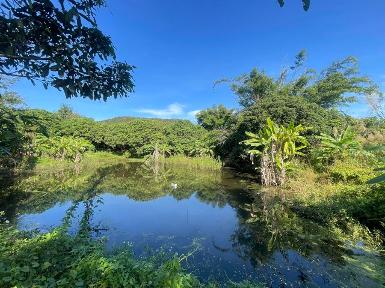 ที่ดินแม่ทาแปลงสวยเหมาะทำบ่านสวนราคาต่อรองได้อีก