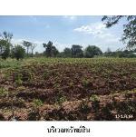 ขายบ้านเดี่ยวถนน จัตุรัส-หนองบัวระเหว ต.บ้านกอก อ.จัตุรัส ชัยภูมิ