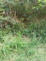 ขายที่ถมแล้ว 60 ตรว.ใกล้จุดเชื่อมต่อ มอเตอร์เวย์สาย 7 อ.เมือง จ.ช