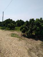 ขายที่ดิน 2-2-20ไร่ 950,000บ.สวนลำไย ต.ท่าตุ้ม ​อ.ป่าซาง ลำพูน