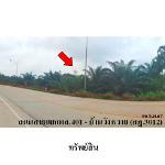 ขายบ้านเดี่ยว ต.ทุ่งกง อำเภอกาญจนดิษฐ์ จังหวัดสุราษฎร์ธานี