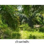 ขายที่ดินว่างเปล่า ถนน บ้านแค ตำบล บ่อแดง อำเภอ สทิงพระ จังหวัด ส