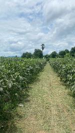 ขายที่ดิน  7 ไร่ 3 งาน 2.6 ตารางวา เจ้าของขายเอง   จ.ราชบุรี