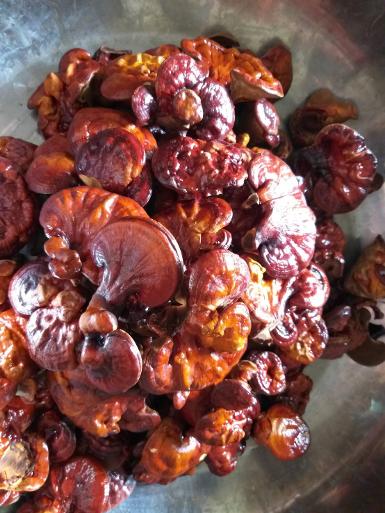 ดอกเห็ดหลินจือแดง G2