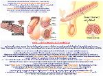 <b>Extender gold++0859052178++ เยอรมันยังมีรุ่นราคาถูกๆให้สมาชิกเลือกสรรด้วย</b>